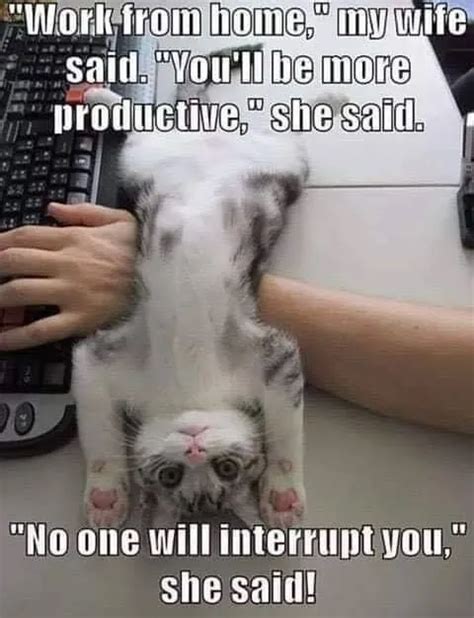 Funny Cat Meme Work