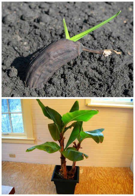 Pin de mary matos en Hojas de platano bosquejo | Sembrar plantas, Arboles frutales en macetas y ...