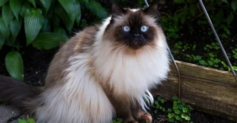 Himalayan Cat Colors: Rarest to Most Common - A-Z Animals