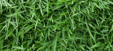 Zoysia Grass - Facts, Types & Maintenance Tips | Fantastic Gardeners