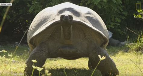 Aldabra Giant Turtle