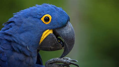 Macaw - Alchetron, The Free Social Encyclopedia