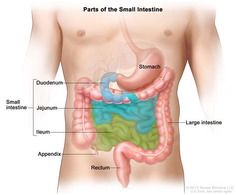 Small Intestine Cancer Treatment - NCI