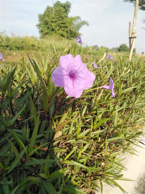 lavender flower petals growing in the garden 10217958 Stock Photo at Vecteezy