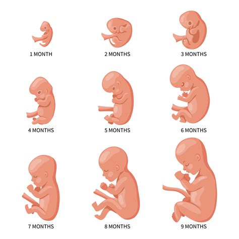 Embryo in the womb, set. Development and growth of the fetus at different stages of pregnancy ...