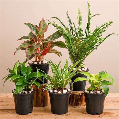 Air Purifier Plants Indoor | ubicaciondepersonas.cdmx.gob.mx