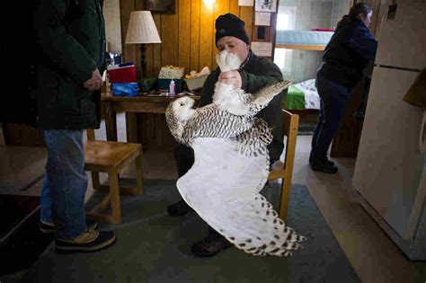 Trapping And Tracking The Mysterious Snowy Owl : NPR