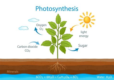 Decoding the secret language of photosynthesis | UCR News | UC Riverside