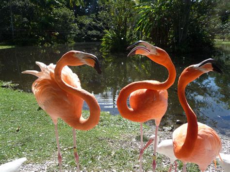 Finding Flamingos in Florida - Lucy Tobias