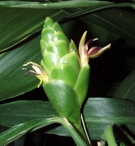 Polynesian Produce Stand : LIVE 10 Rhizomes EDIBLE GINGER ROOT Zingiber HOT & SPICY Zingiber ...