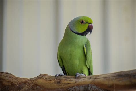 Tiki - Male African Ringneck Parakeet - Exotic Avian Sanctuary of Tennessee