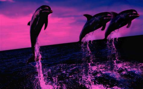 Dolphin Desktop Wallpapers - Wallpaper Cave