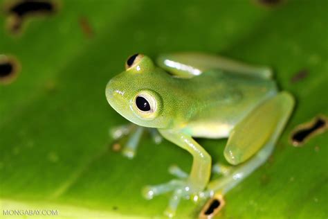 Tropical Rainforest Amphibians