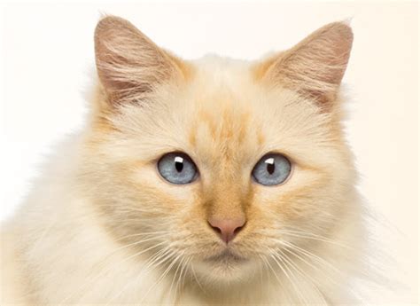 Birman | Georgia Veterinary Associates