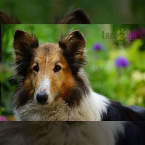 Scotch Collie Puppies for Sale | Lancaster Puppies