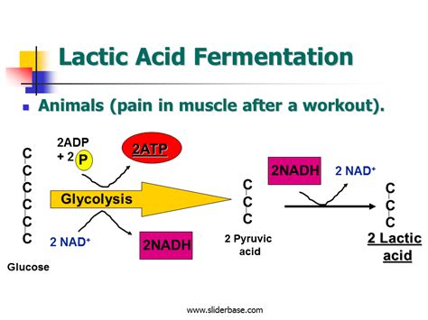 Lactic Acid Fermentation Diagram