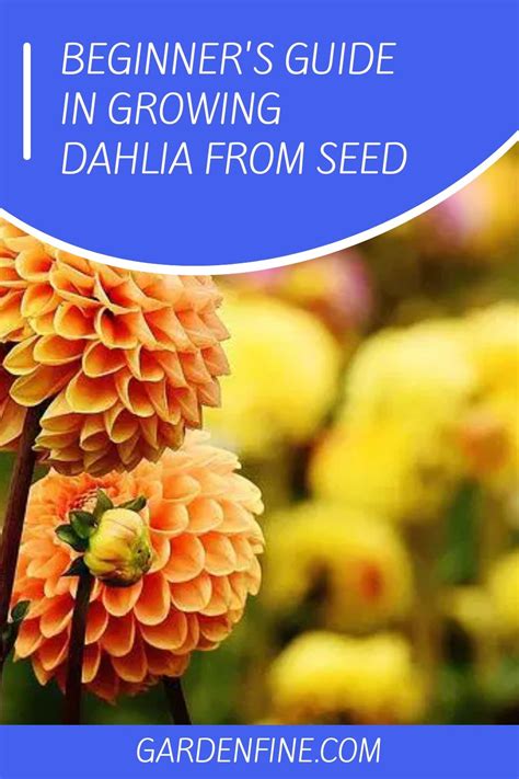 Beginner's Guide In Growing Dahlia From Seed in 2023 | Growing dahlias ...