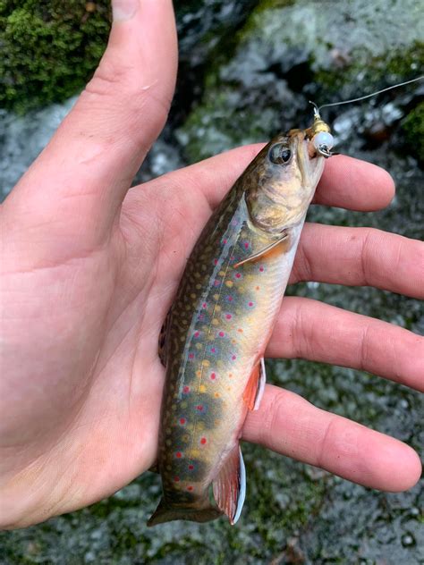 Wild Brook trout I caught today on a tiny native stream in PA. (1 of 3 on the day) : r/troutfishing