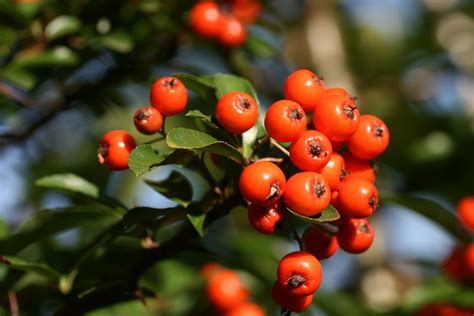 Firethorn Shrub Berry - Free photo on Pixabay