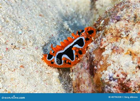 Eye spot sea slug stock photo. Image of wildlife, tropical - 40796328