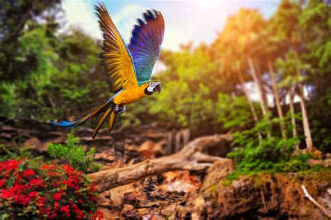 Wallpaper : sunlight, forest, birds, animals, nature, parrot, insect, wildlife, jungle, tree ...