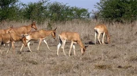 Hartebeest herd, Kenya - Stock Video Clip - K007/2975 - Science Photo ...