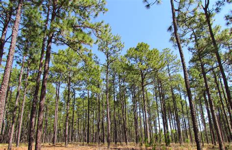 Florida Forest Service Accepting Applications For Longleaf Pine Private Incentive Program ...