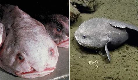 Interesting Blobfish Facts that will Move you - SeaFish