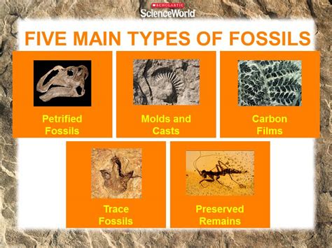 Fossils - Ms. Poston's 3rd Grade Class