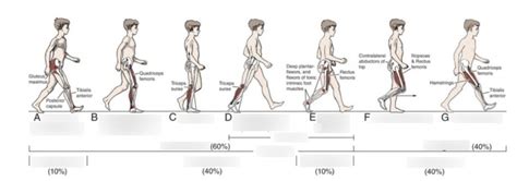 gait cycle diagram Diagram | Quizlet