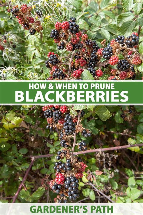 How to Prune Blackberries | Gardener’s Path