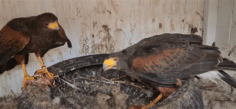 Harris's Hawk Guide (Parabuteo unicinctus) - Birding Insider