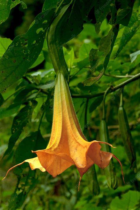 Premium Photo | Drug plant datura flower medicine poison flower