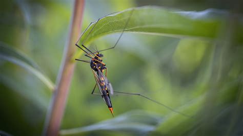 Will The Crane Flies In Your Yard Bite You? Here's What You Should Know