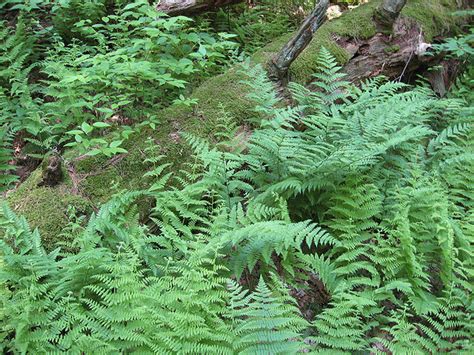 Buy Hay Scented Fern Wholesale | Fast Growing Ferns