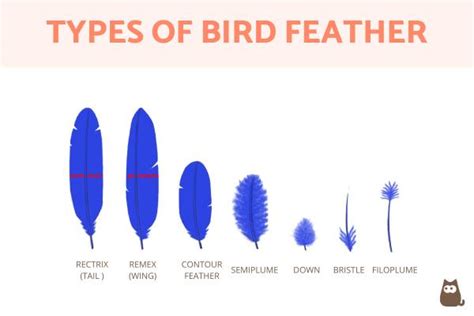 Types of Feathers on a Bird - Bird Feather Types, Parts and Anatomy