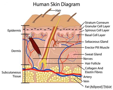 human skin cells labeled - Google Search | Huid