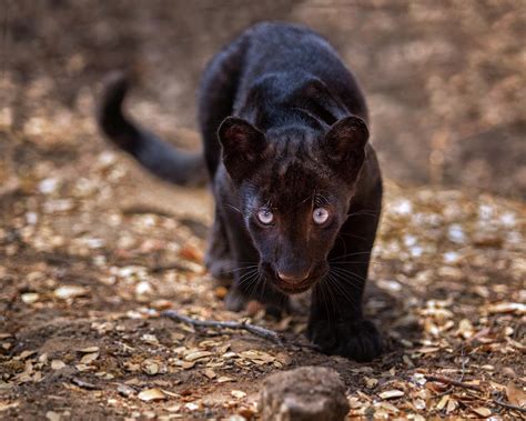 Black Leopard Cub Photograph by Fred Hood