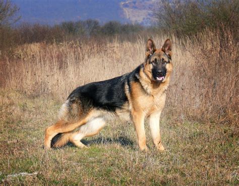 Is the Belgian Malinois German Shepherd Mix the Dog For You? - K9 Web