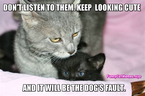 Keep Looking Cute - Funny CAT MEME