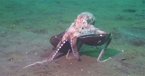 Incredible Octopus Behavior Nearly Caused Scientist To Drown From Laughing - The Dodo