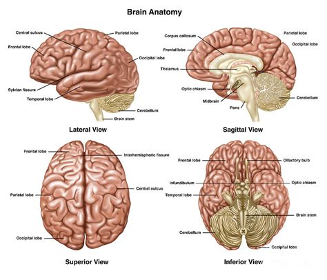 Human Brain Anatomy Sulcus