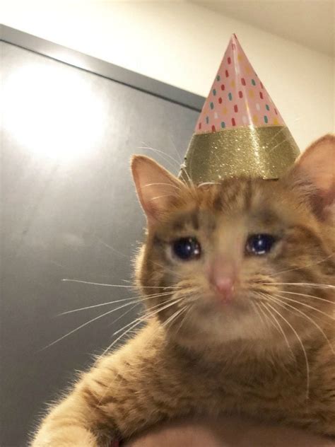 But it's his birthday : r/CryingCatMemes