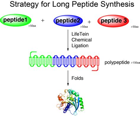 Long peptide synthesis by click chemistry | LifeTein Peptide Blog