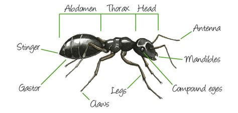 External Ant Anatomy | abdomen, head, compound eyes, antenna, mandibles, thorax, legs, claws ...