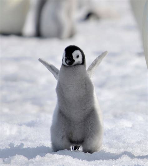 19 of the cutest baby penguin pictures you'll see