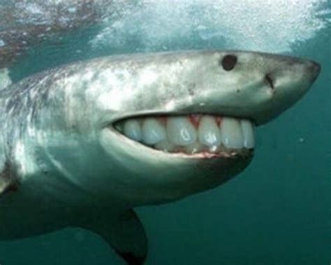 22 Shark With Human Teeth Pictures That Are Just Ridiculous