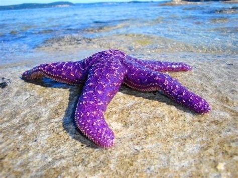 Pin by Valinda Brock on Beach Living | All things purple, Starfish, Purple