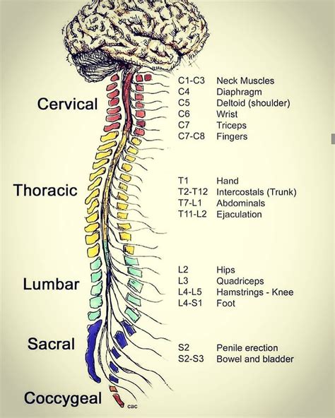 Latest Medical News on Instagram: "Spinal nerves . . . . . . . #med #doctor #learn # ...