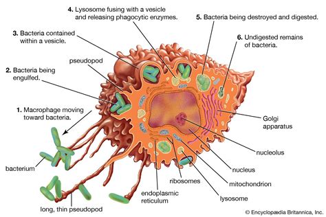 Mononuclear phagocyte system | Description, Cells, & Function | Britannica